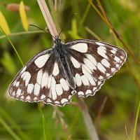 Marbled White 5 